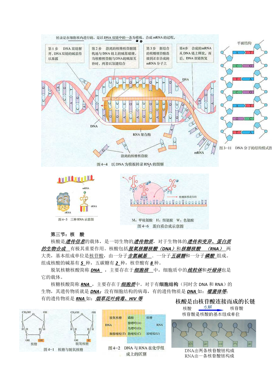 高考必备高三生物知识点大全_图文.doc