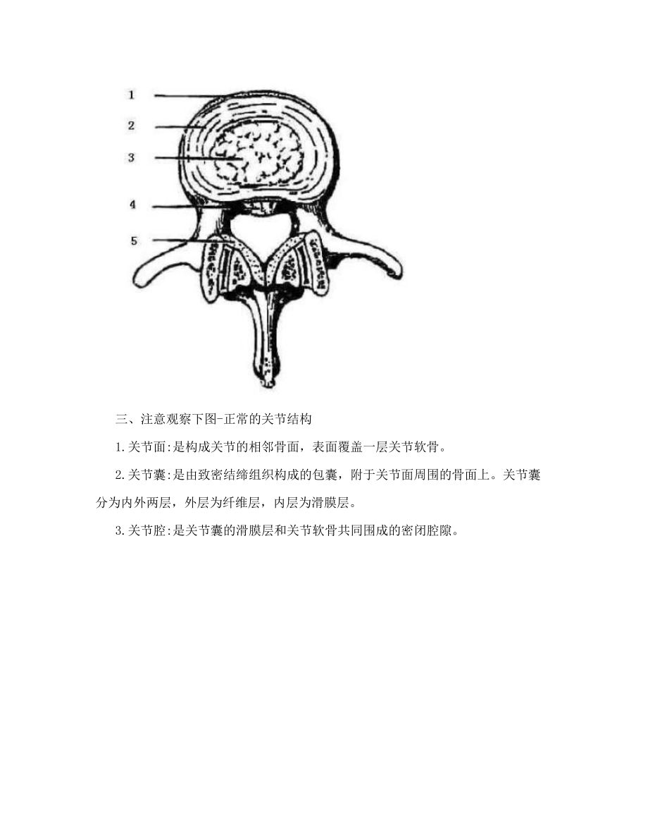 人体解剖学与组织胚胎学图片复习资料-骨骼系统.doc