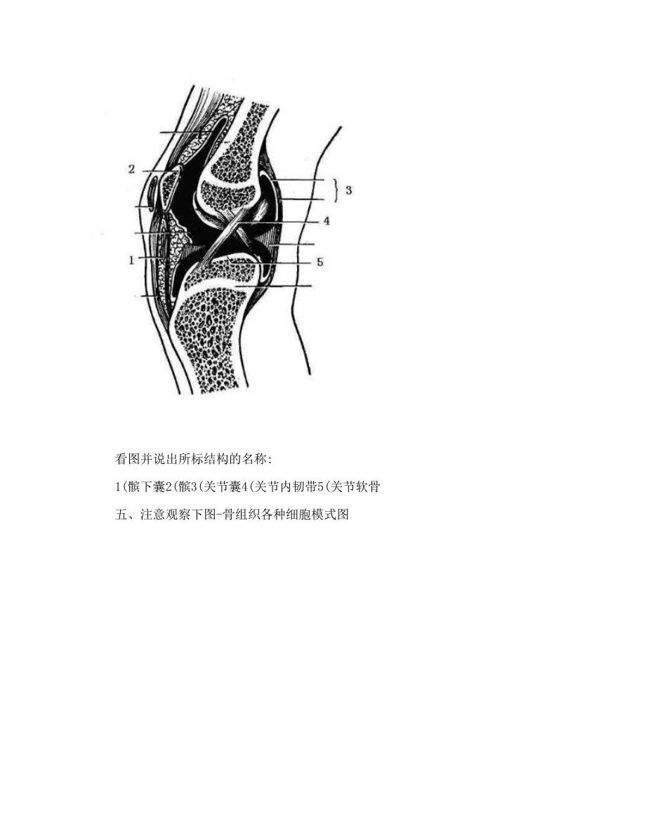 人体解剖学与组织胚胎学图片复习资料-骨骼系统.doc