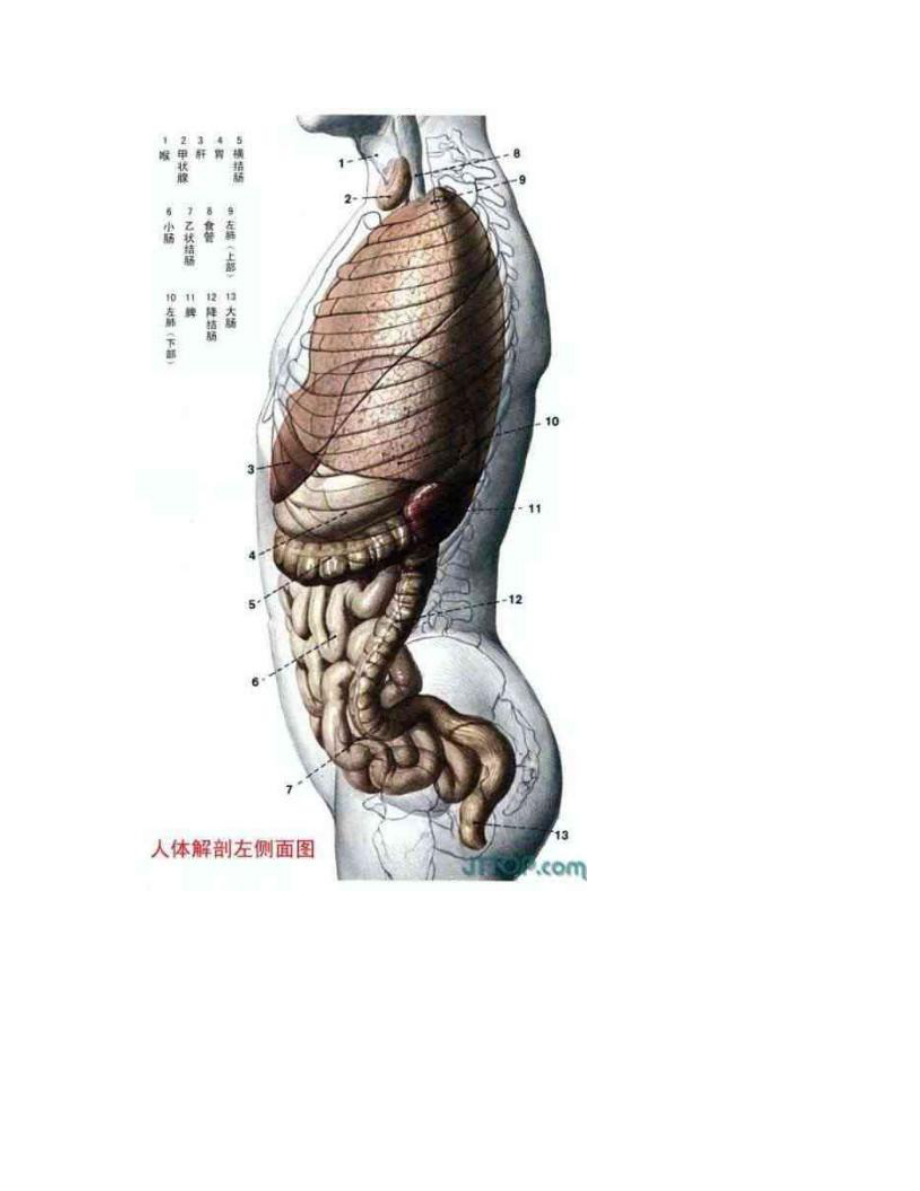 人体解剖图片.doc