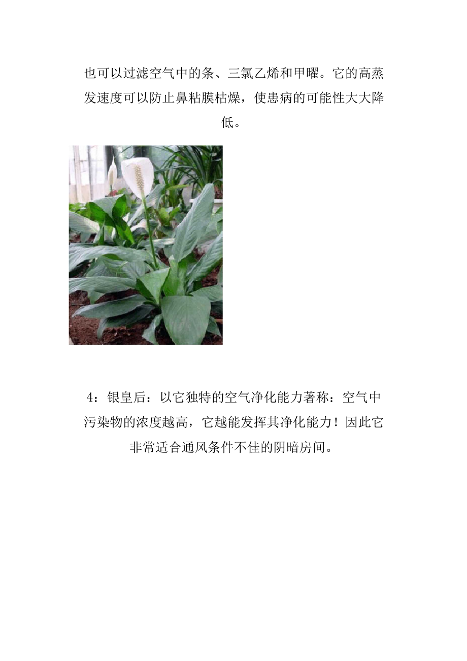 18种适合办公室摆放的植物.doc