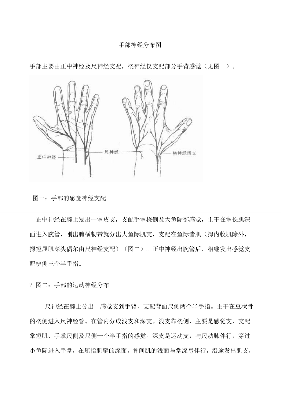 手部神经分布图.doc