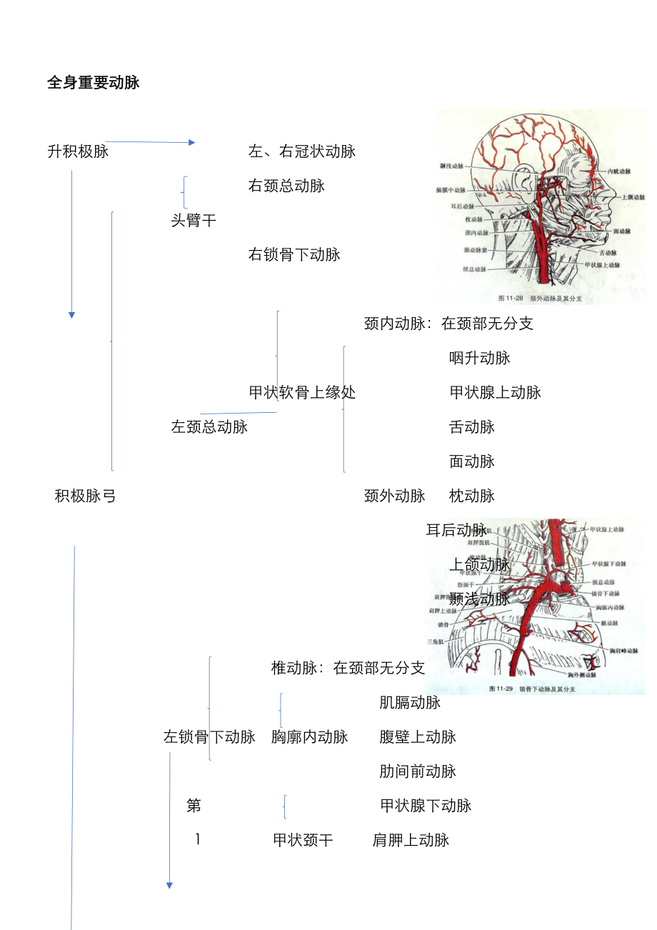 全身主要动脉分布及解剖图片.doc