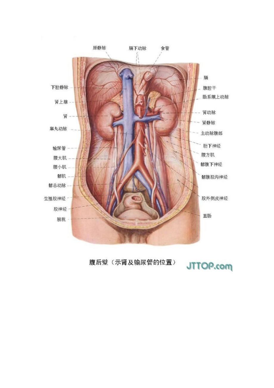 全套高清人体解剖图下).doc