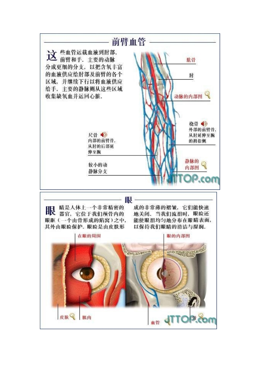 全套高清人体解剖图下).doc