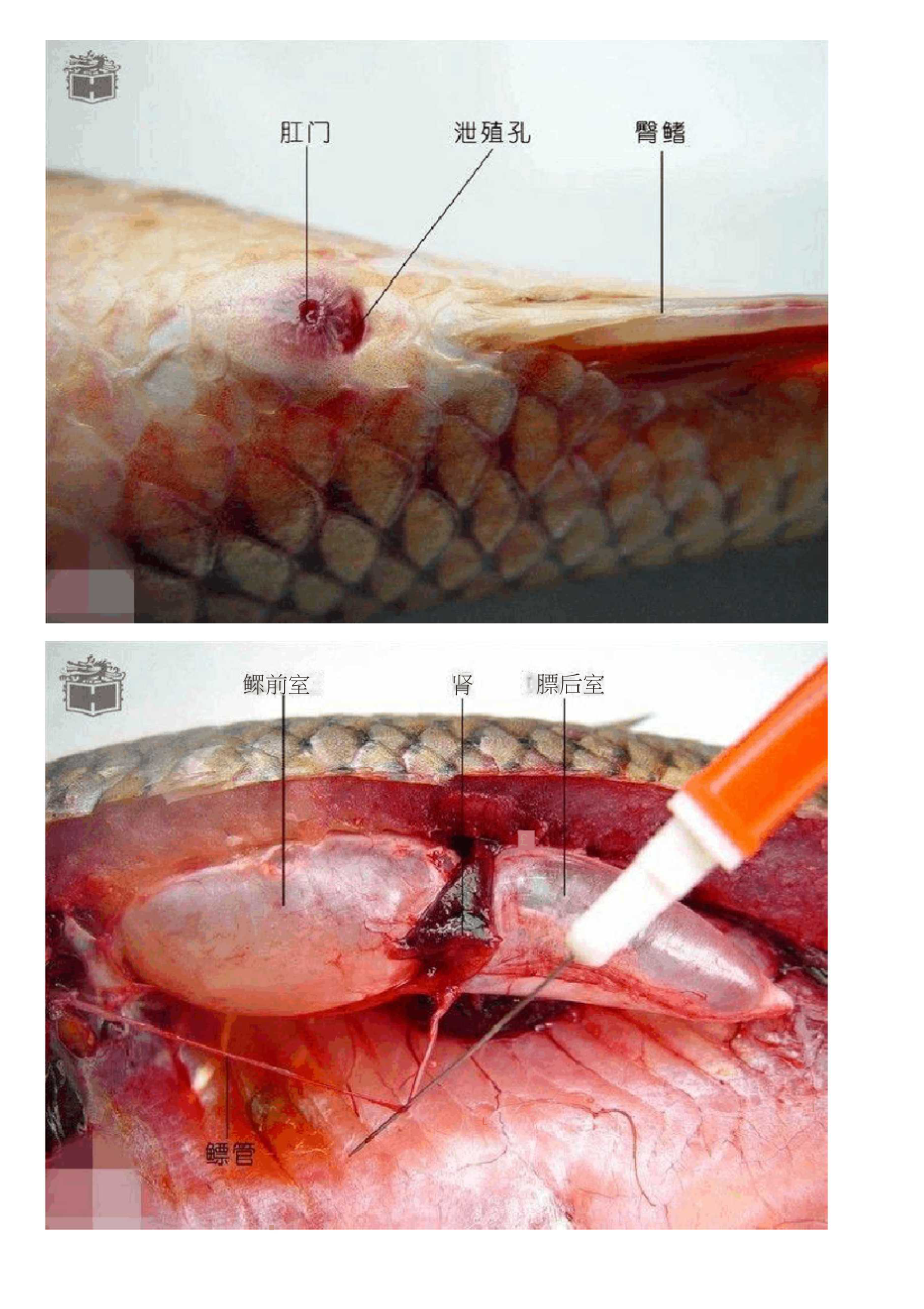 鱼解剖图片.doc