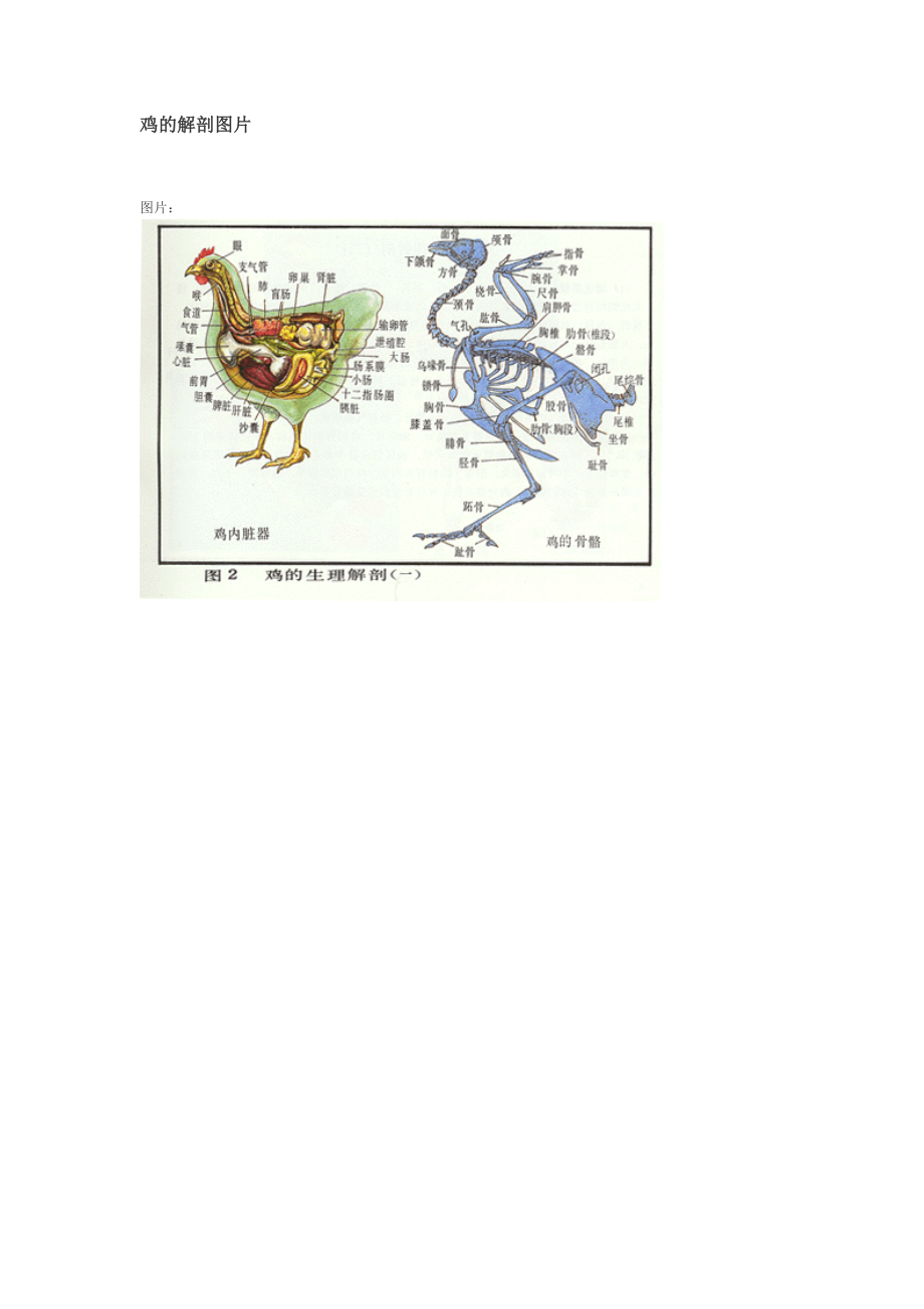 鸡的解剖图片.doc