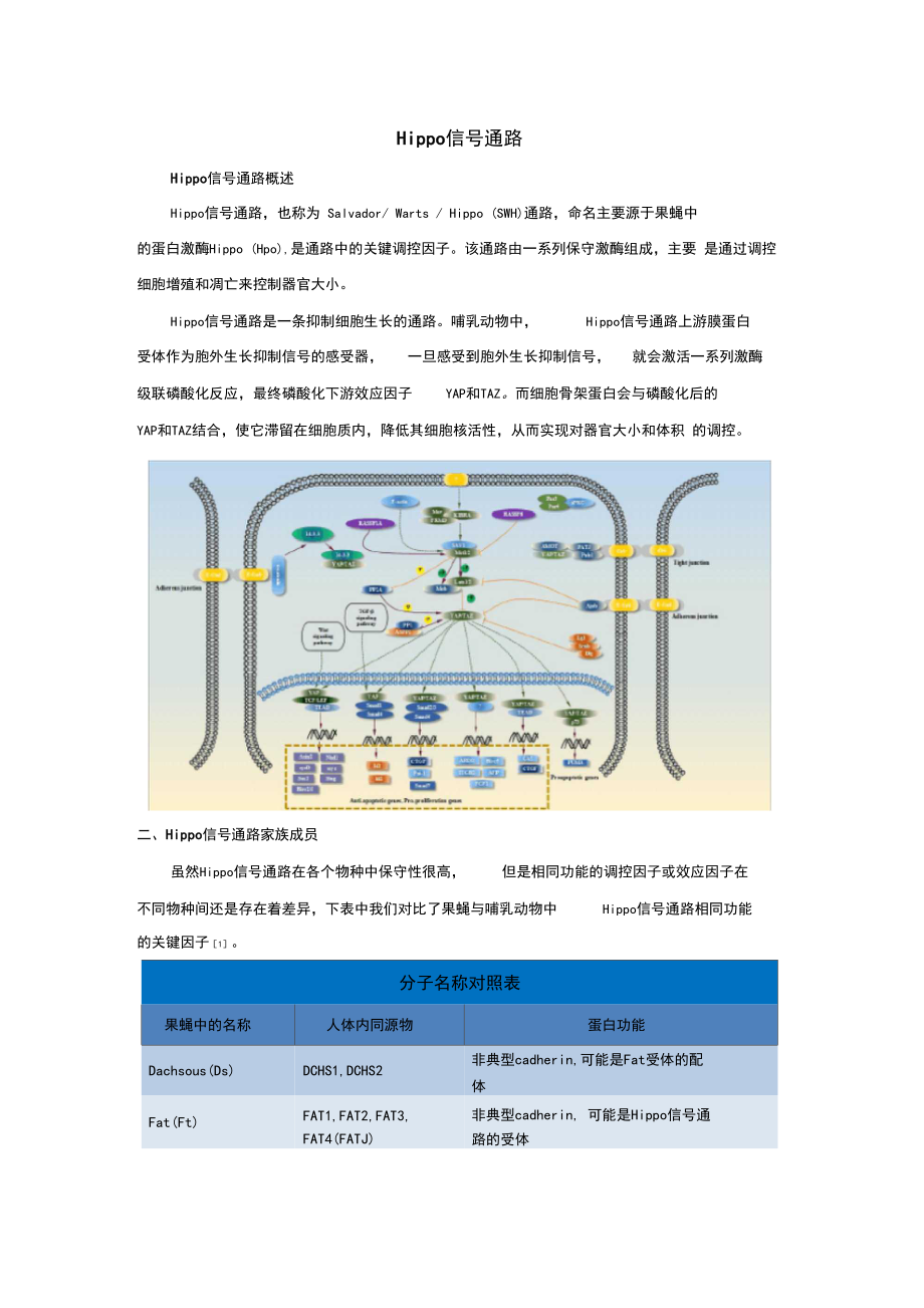 【信号通路解析】Hippo信号通路.doc