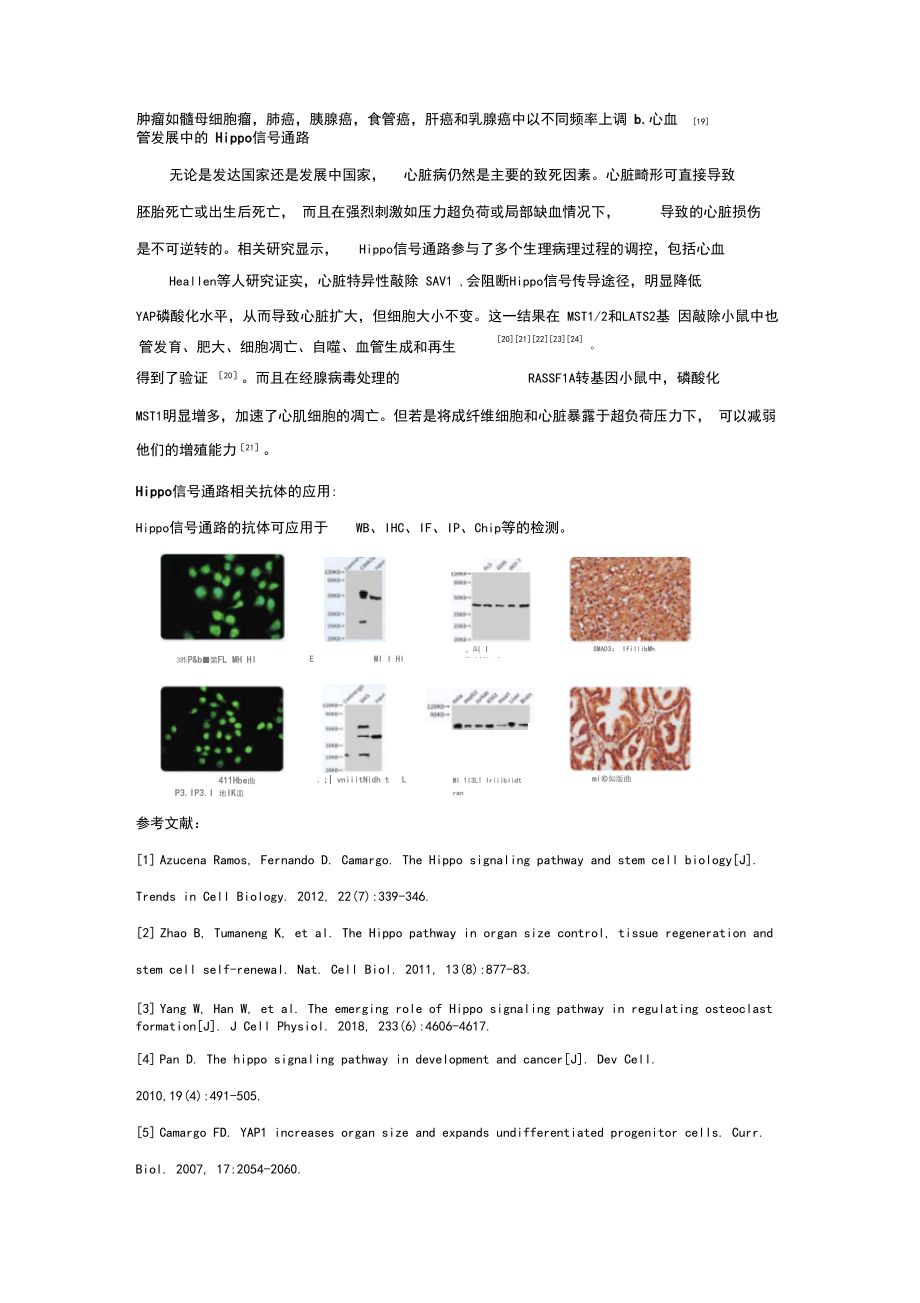 【信号通路解析】Hippo信号通路.doc