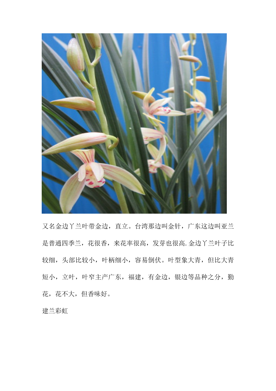 兰花品种及栽培技术四篇.doc