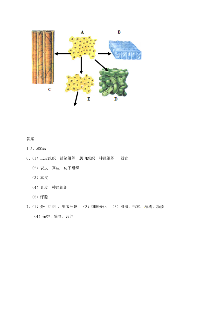 七年级科学上册《2.3生物体的结构层次》教案（新版）浙教版（新版）浙教版初中七年级上册自然科学教案.doc