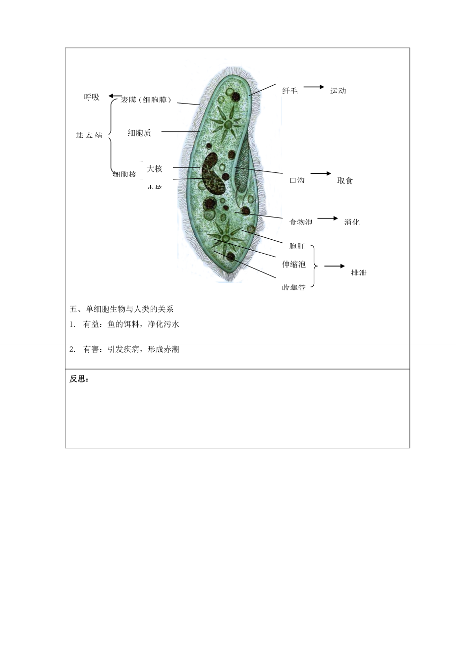 七年级生物上册2.2.4单细胞生物教案新人教版新人教版初中七年级上册生物教案.doc