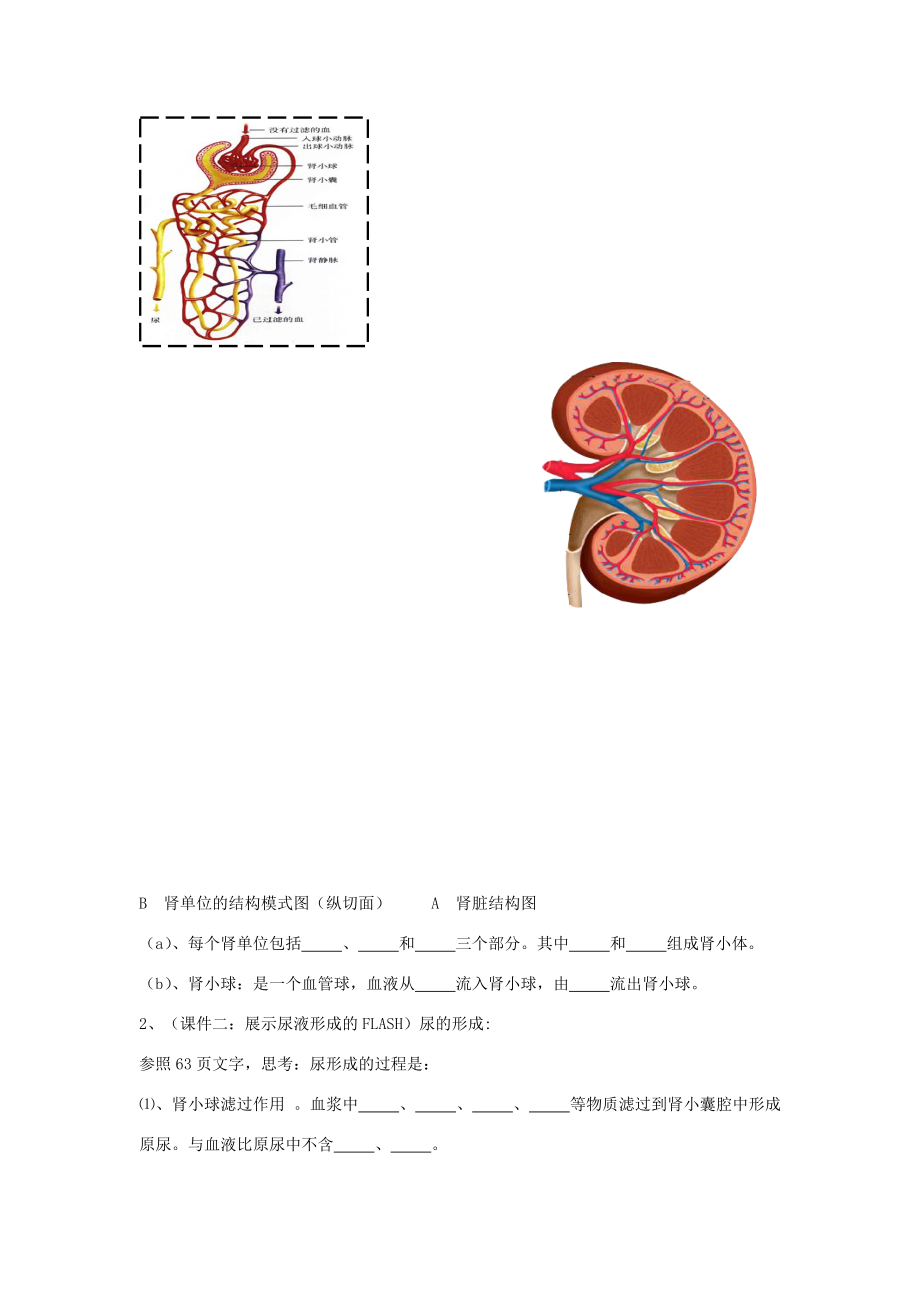 七年级生物下册第11章第2节《尿的形成和排出》教案2北师大版.doc