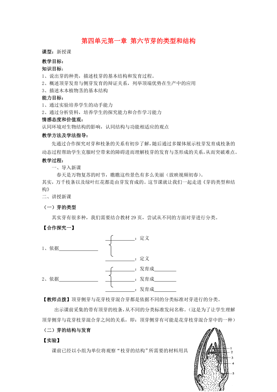 山东省枣庄市峄城区吴林街道中学八年级生物上册第四单元第一章第六节芽的结构和类型教案济南版.doc