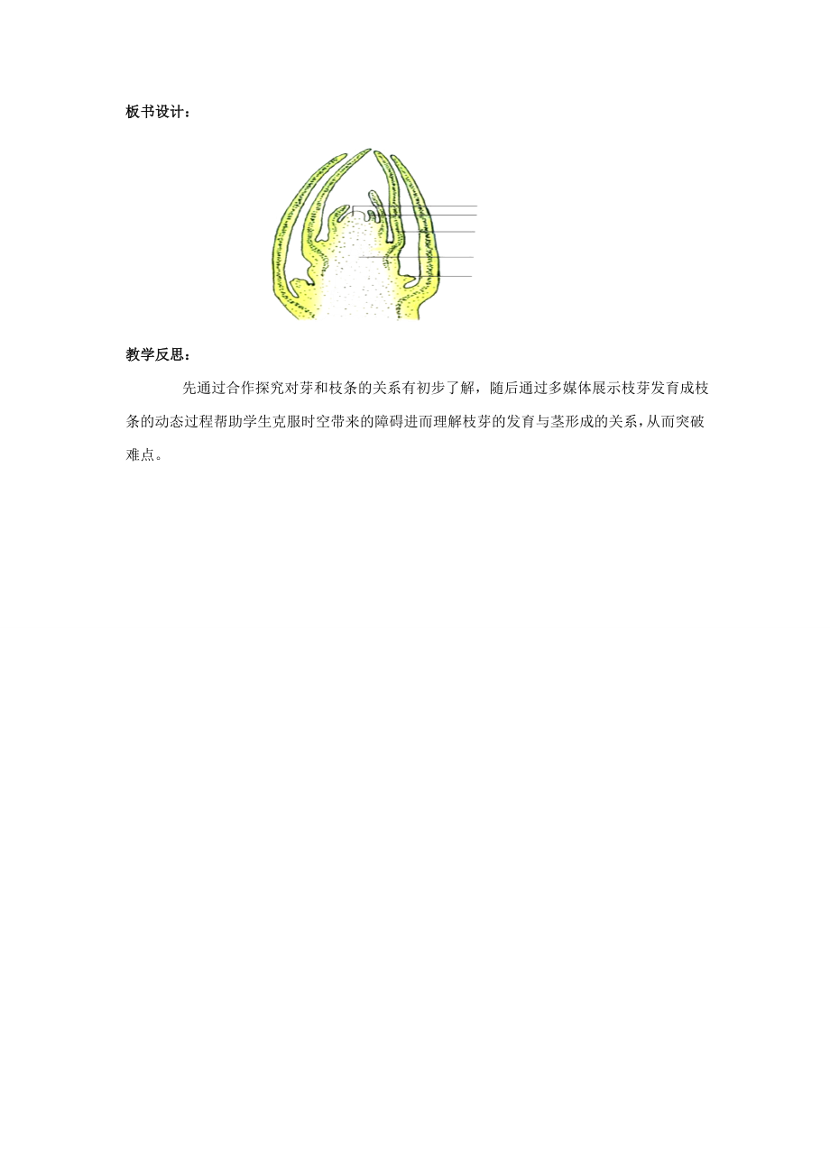 山东省枣庄市峄城区吴林街道中学八年级生物上册第四单元第一章第六节芽的结构和类型教案济南版.doc