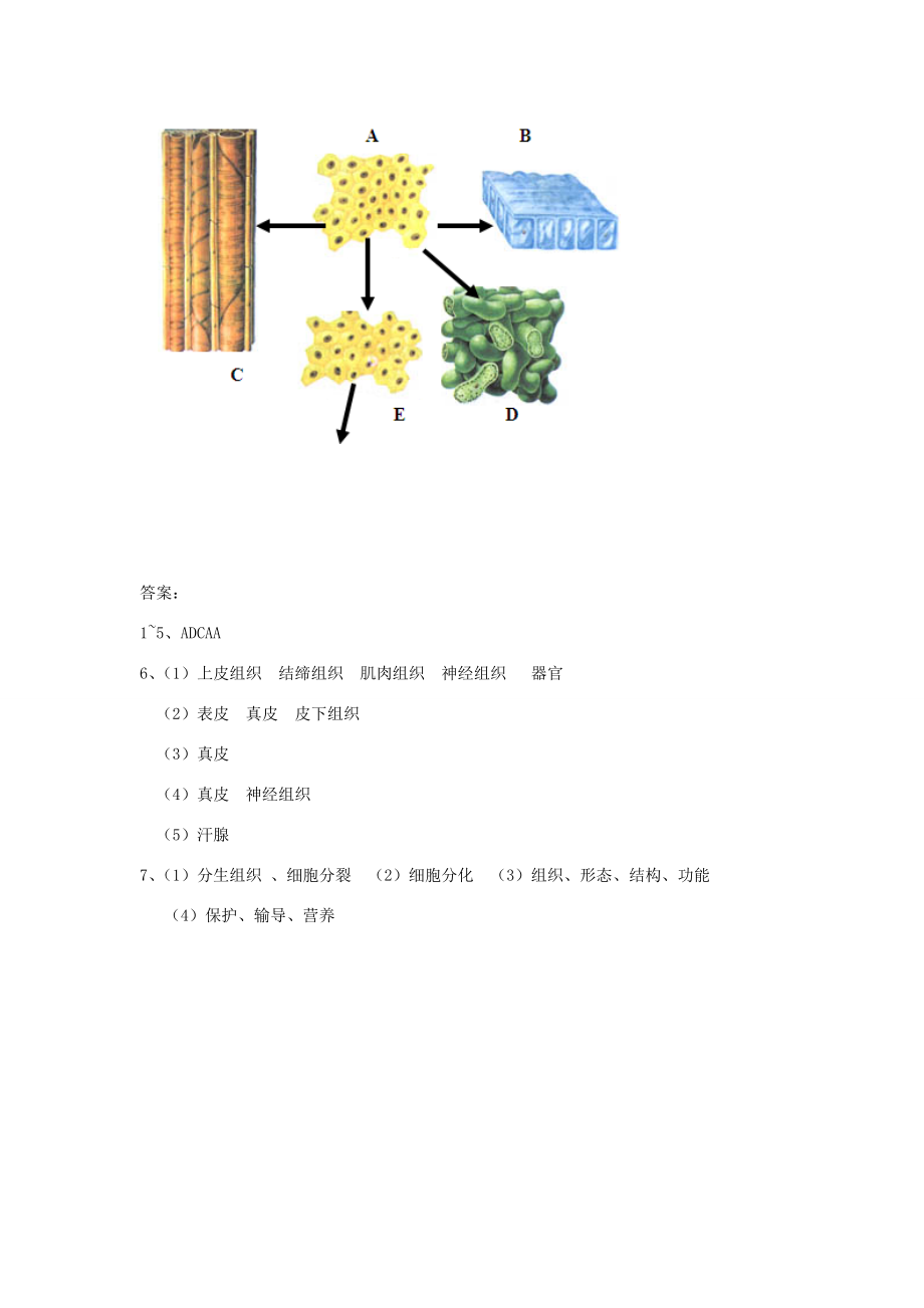 秋七年级科学上册2.3《生物体的结构层次》教案浙教版浙教版初中七年级上册自然科学教案.doc