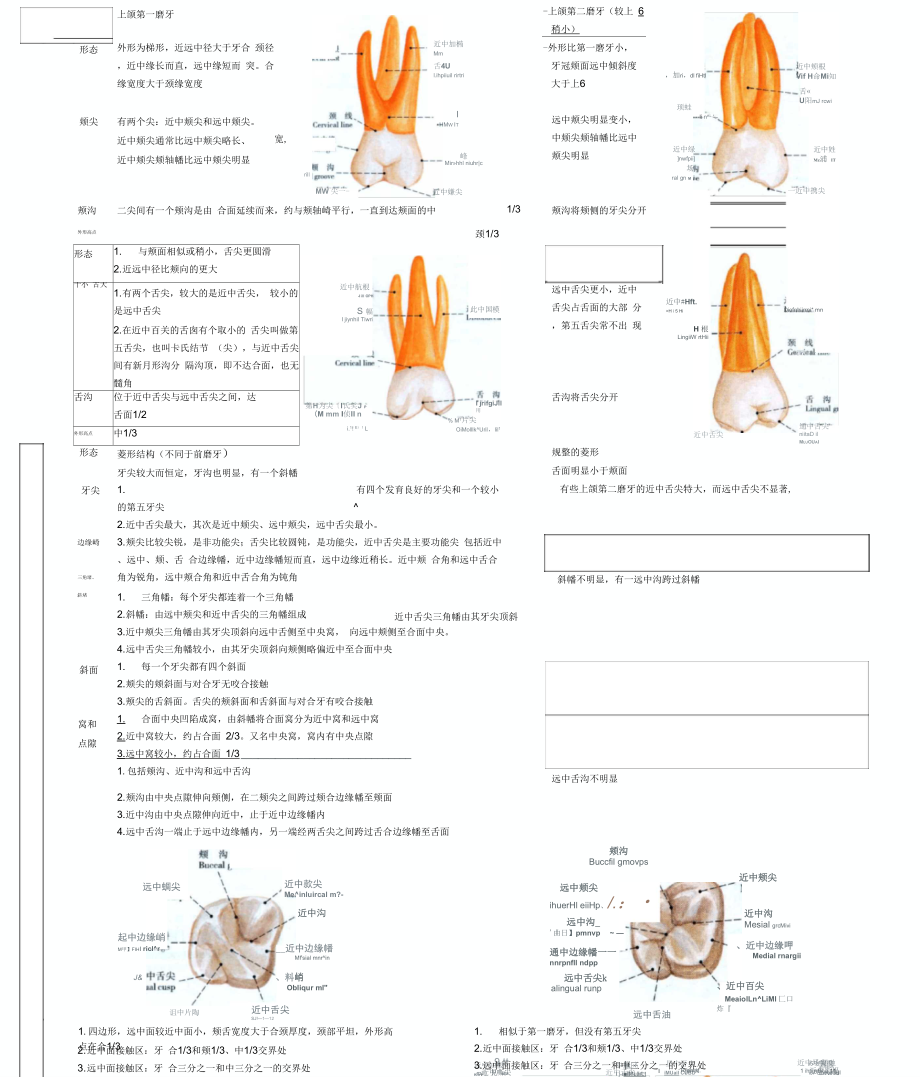 牙体形态总结上颌第一磨牙和第二磨牙.doc